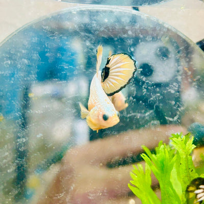 Plakat Yellow Fancy Copper Male Betta N71