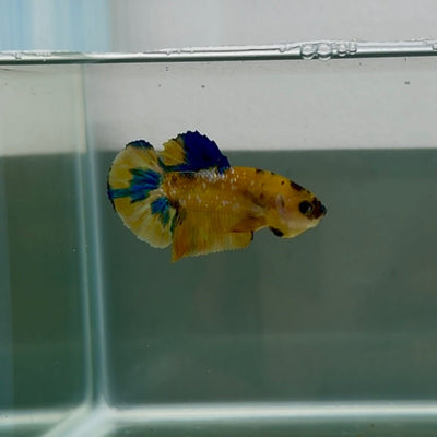 Plakat Yellow Galaxy Koi Male Betta N133