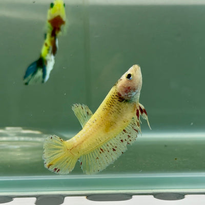 Plakat Yellow Vanda Female Betta Jul03 Female betta