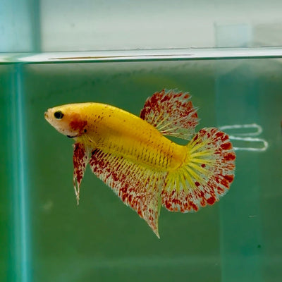 Plakat Yellow Vanda Male Betta Ju17 Male betta