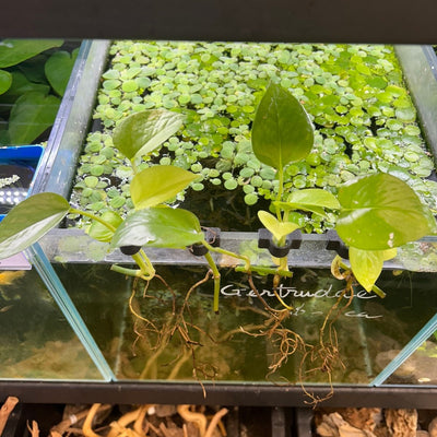 Pothos Plant clipped to tank - Aquarium Safe