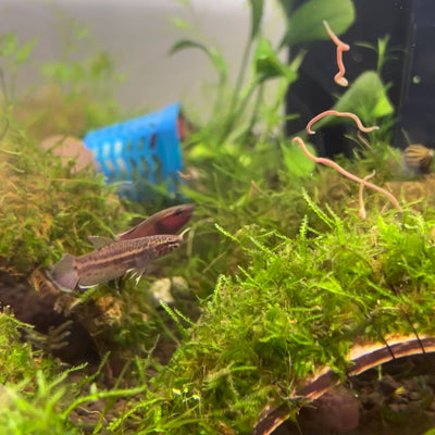 channoides Snake Head - Betta Wild Type - Mouth Breeder