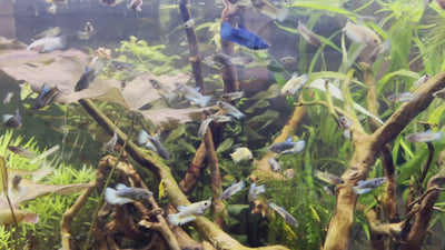 Random Baby Betta