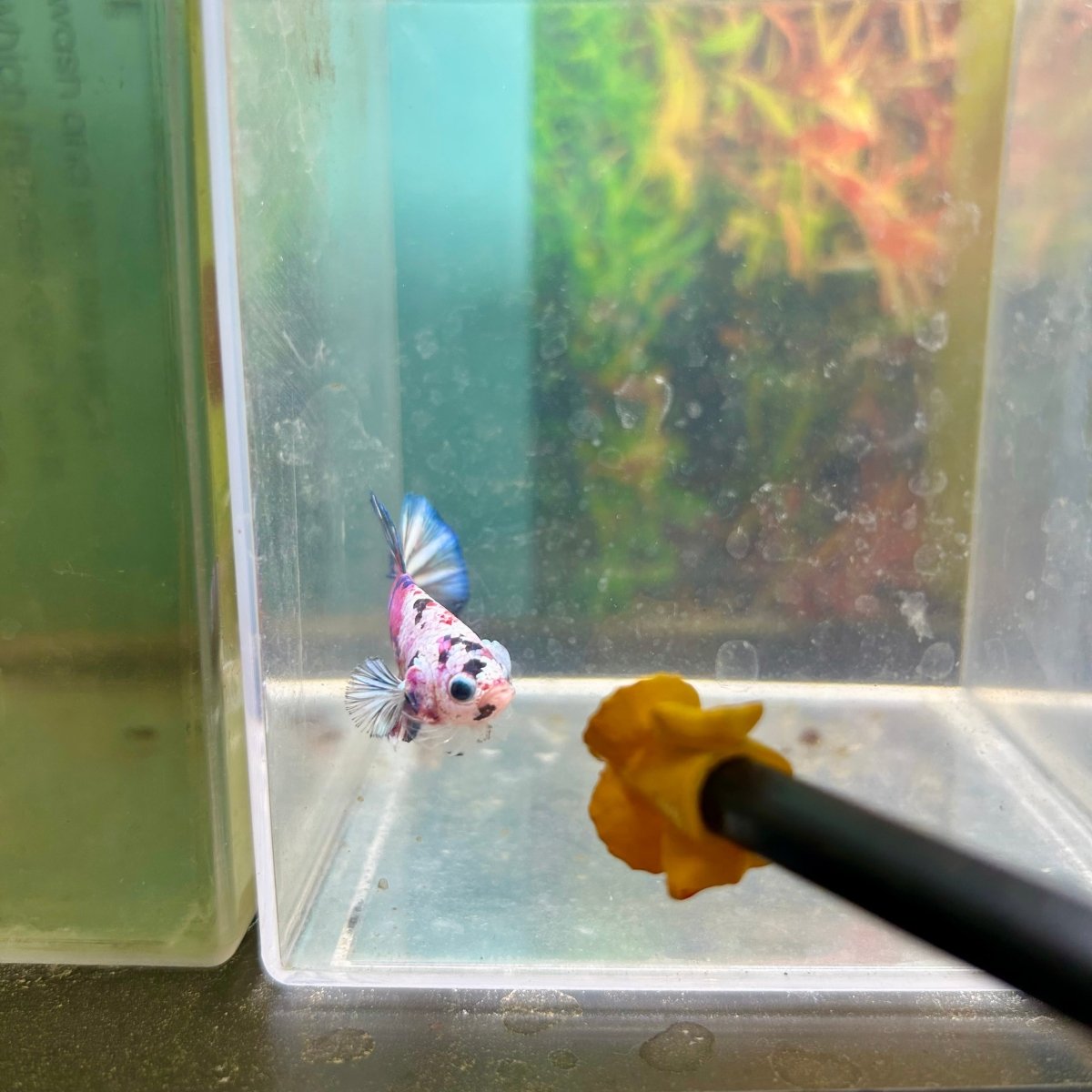 Purple Koi Plakat - Male Betta A23