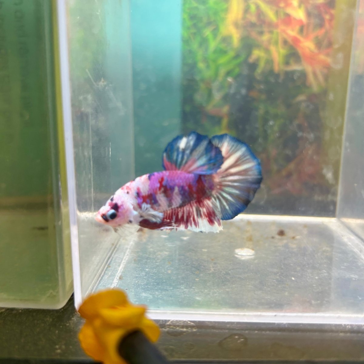 Purple Koi Plakat - Male Betta A23