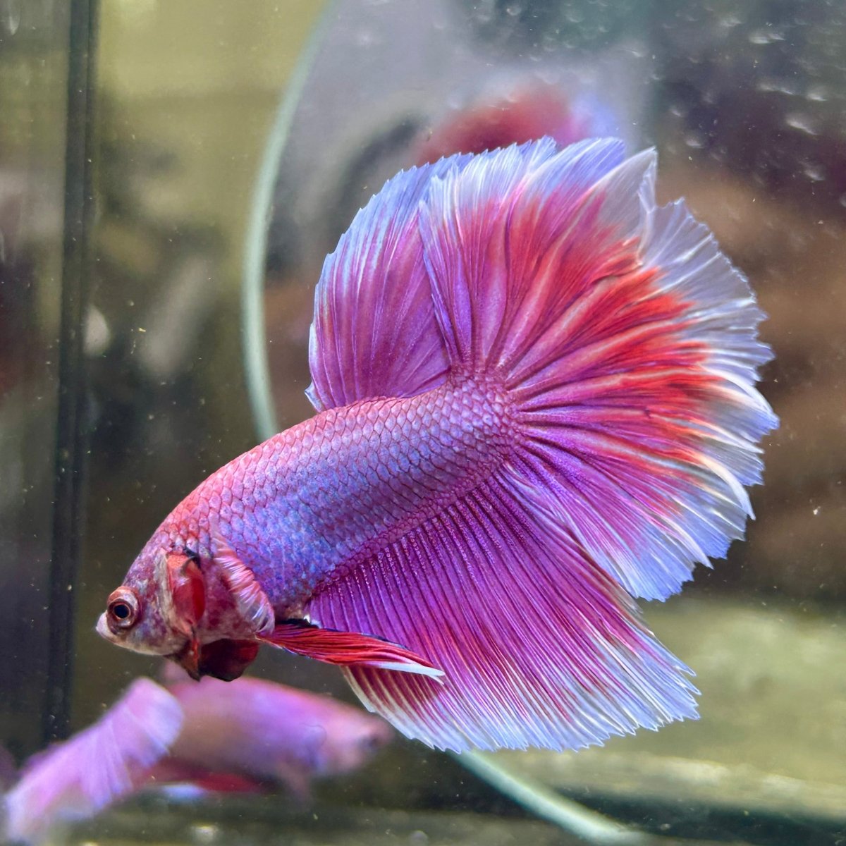 Purple Pink Dragon Halfmoon - Betta