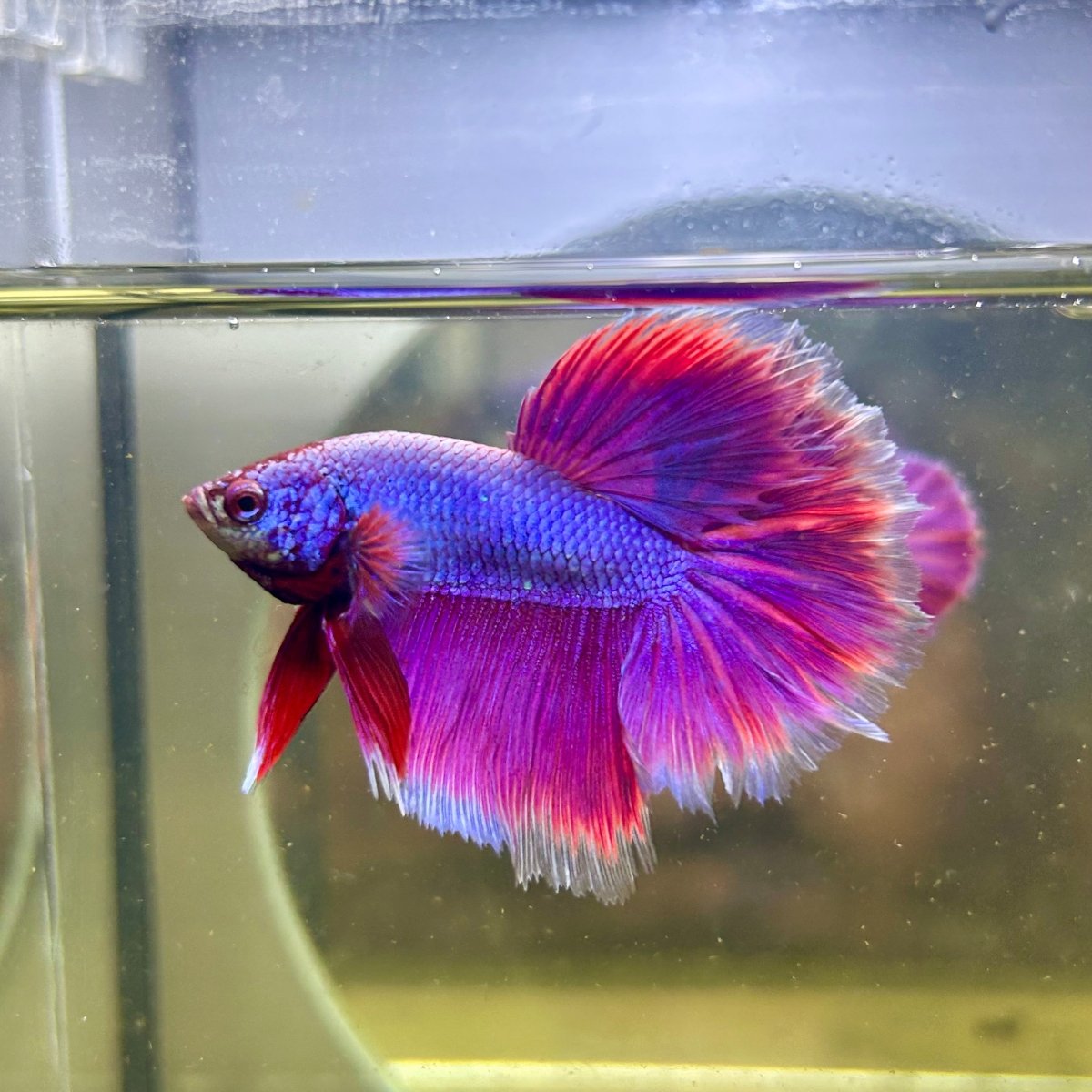 Purple Pink Dragon Halfmoon - Betta