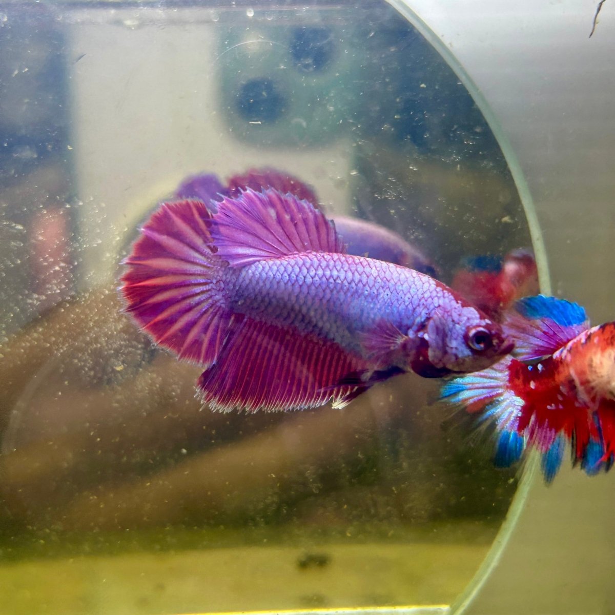 Purple Pink Dragon Halfmoon - Betta
