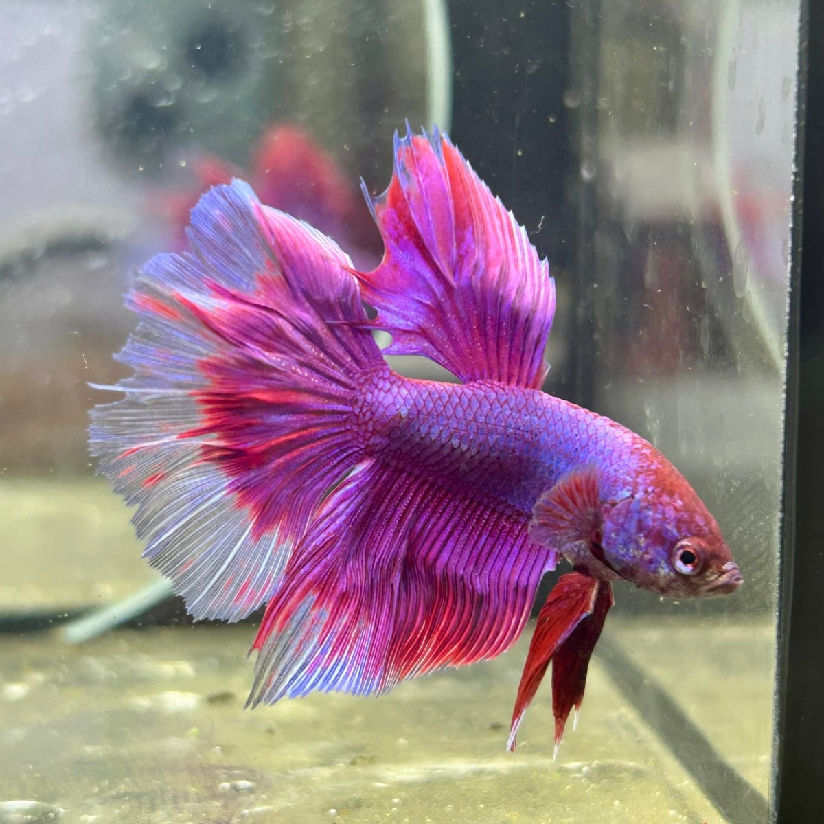 Purple Pink Dragon Halfmoon - Betta