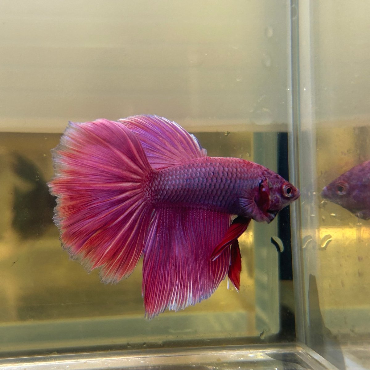 Purple Pink Dragon Halfmoon - Betta