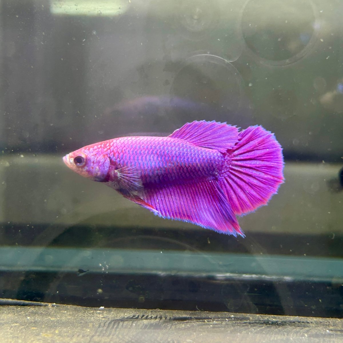 Purple Pink Dragon Halfmoon - Betta