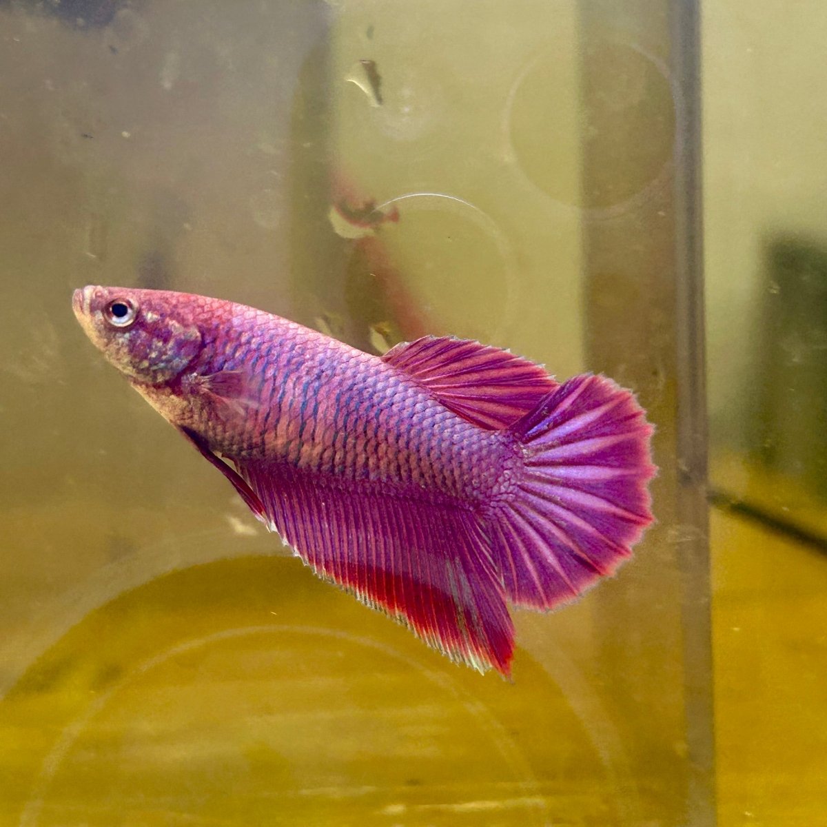 Purple Pink Dragon Halfmoon - Betta