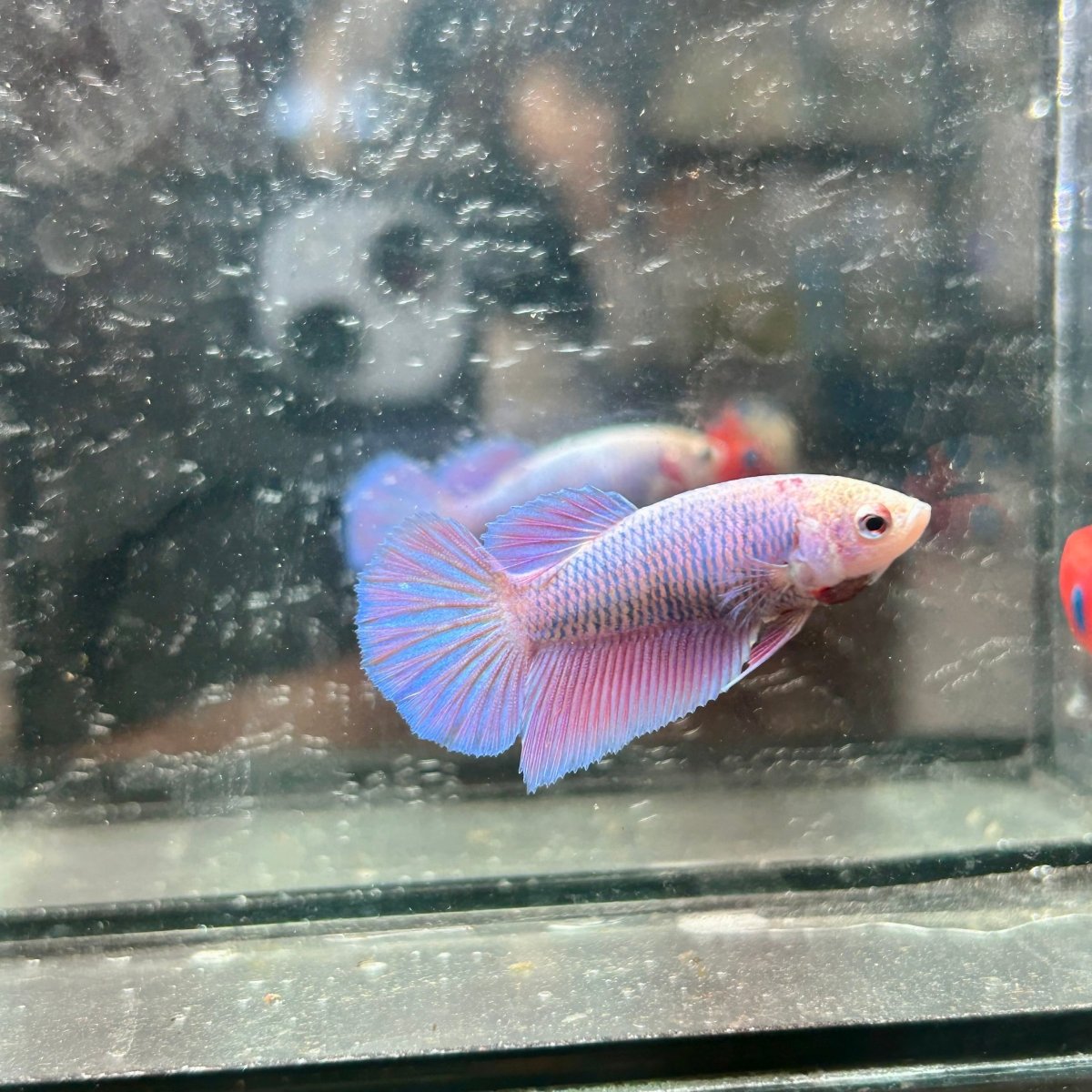 Purple Pink Halfmoon - Female Betta 017