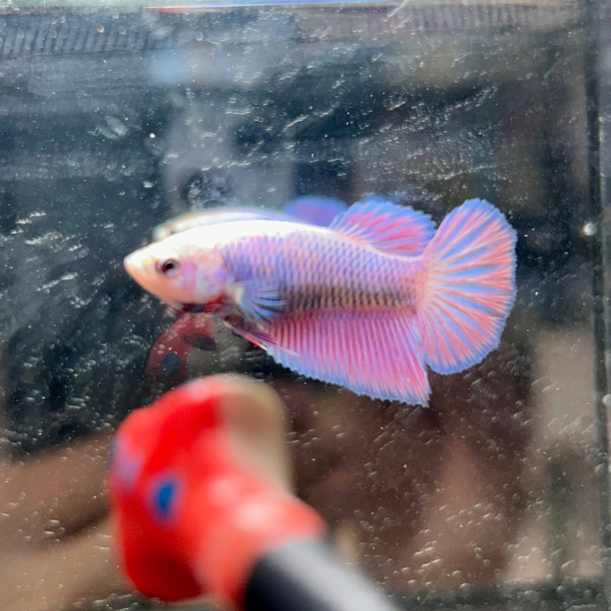 Purple Pink Halfmoon - Female Betta 017