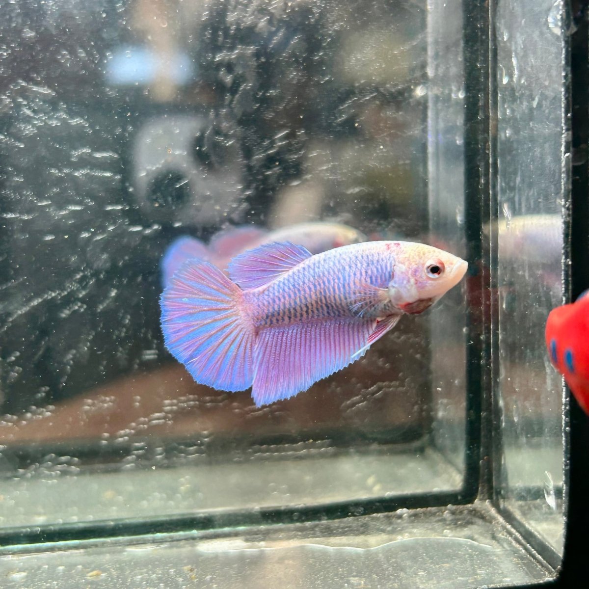 Purple Pink Halfmoon - Female Betta 017