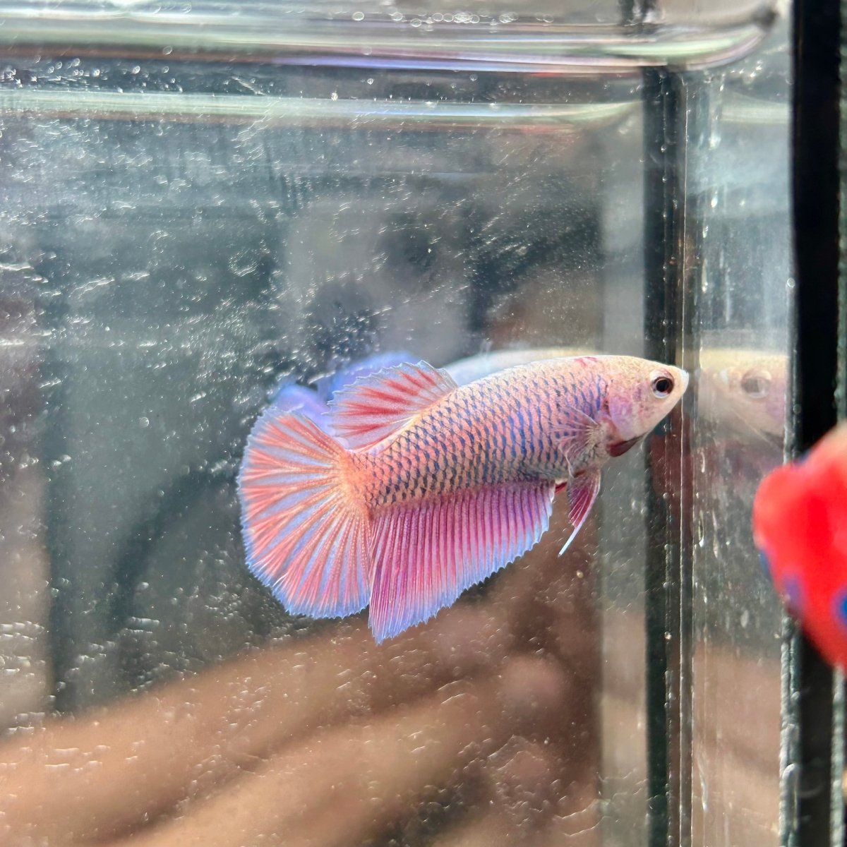 Purple Pink Halfmoon - Female Betta 017