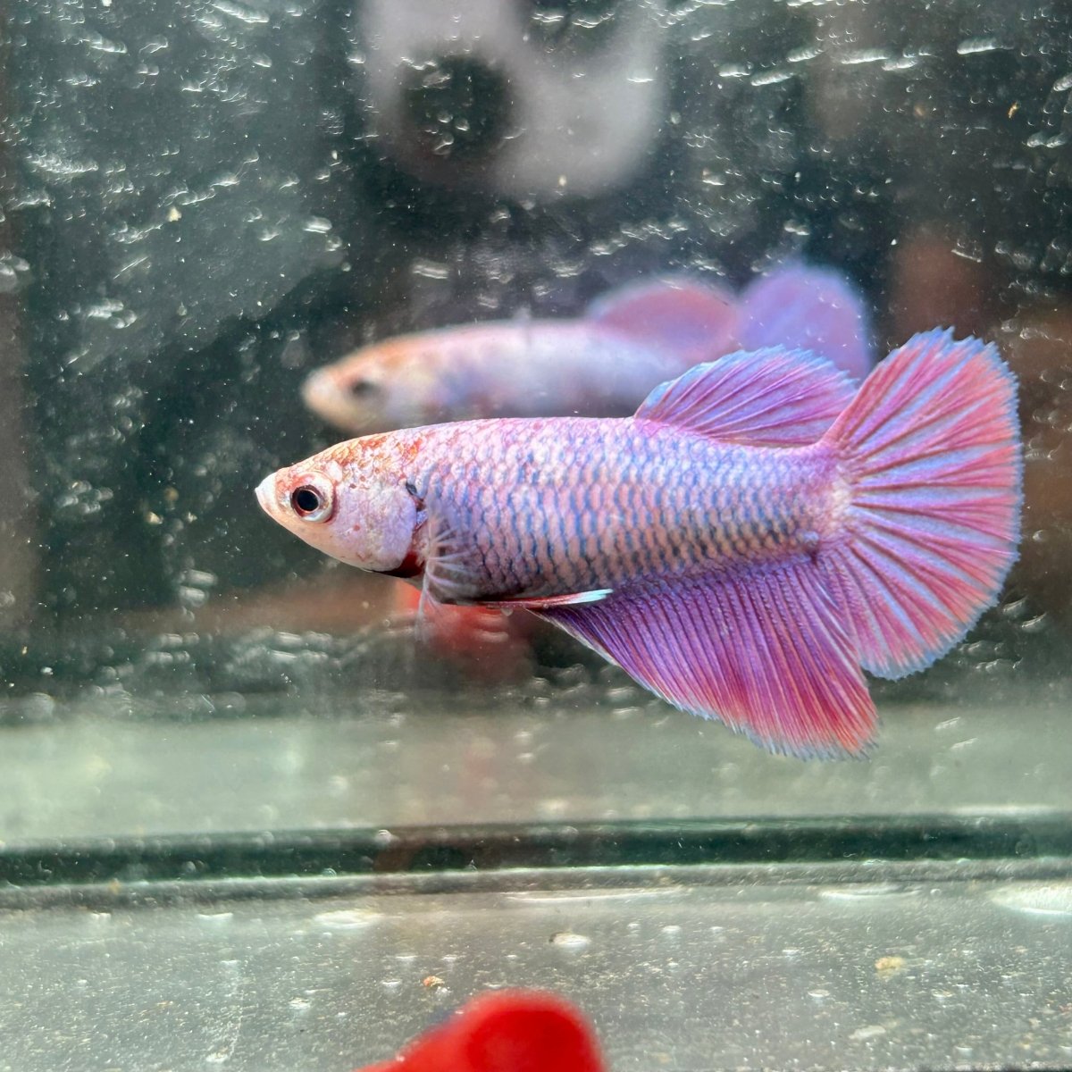 Purple Pink Halfmoon - Female Betta 191
