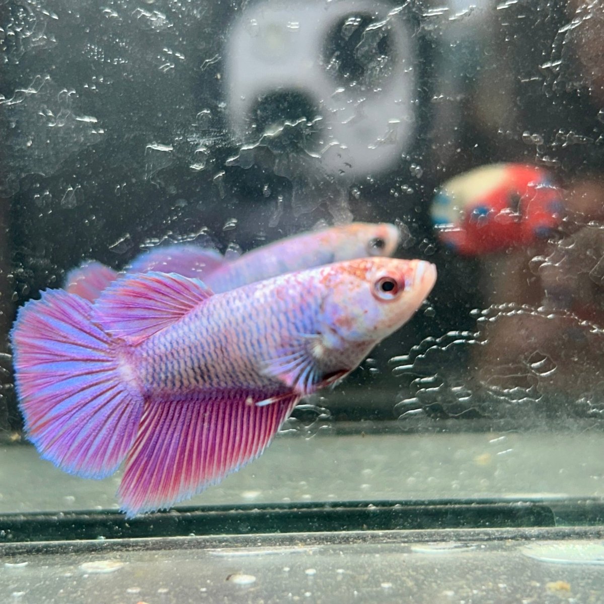 Purple Pink Halfmoon - Female Betta 191