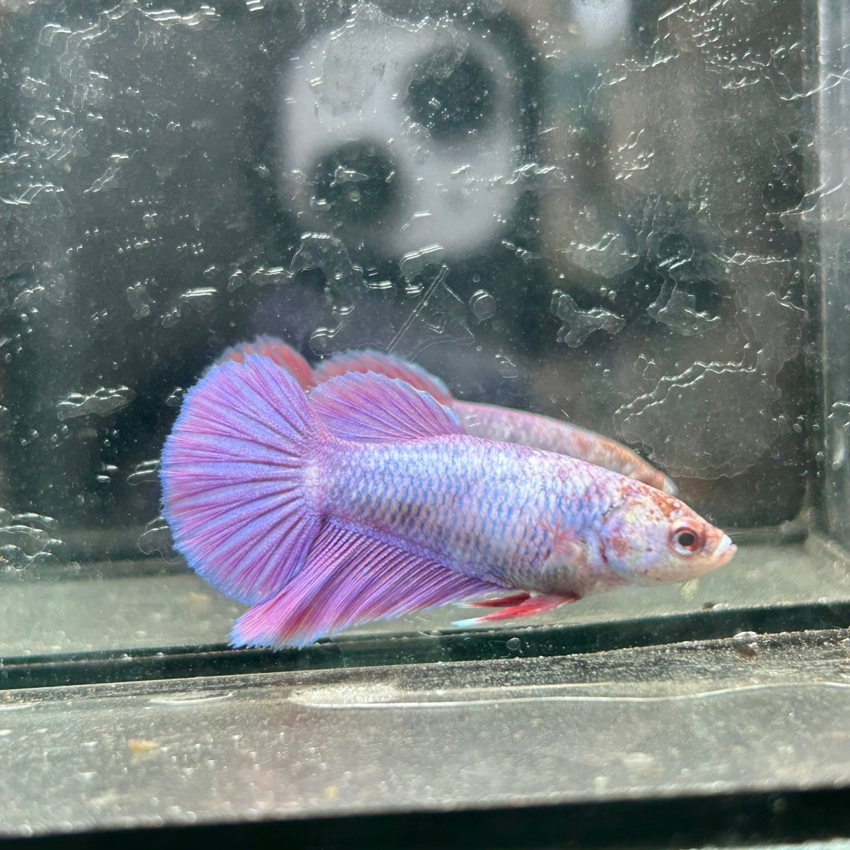 Purple Pink Halfmoon - Female Betta 191