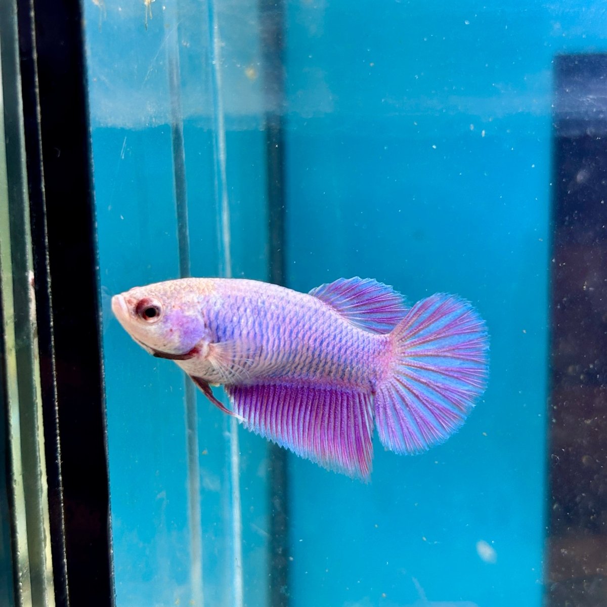 Purple Pink Halfmoon - Female Betta M03