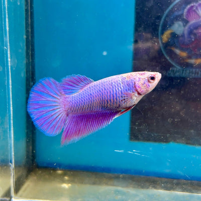Purple Pink Halfmoon - Female Betta M03