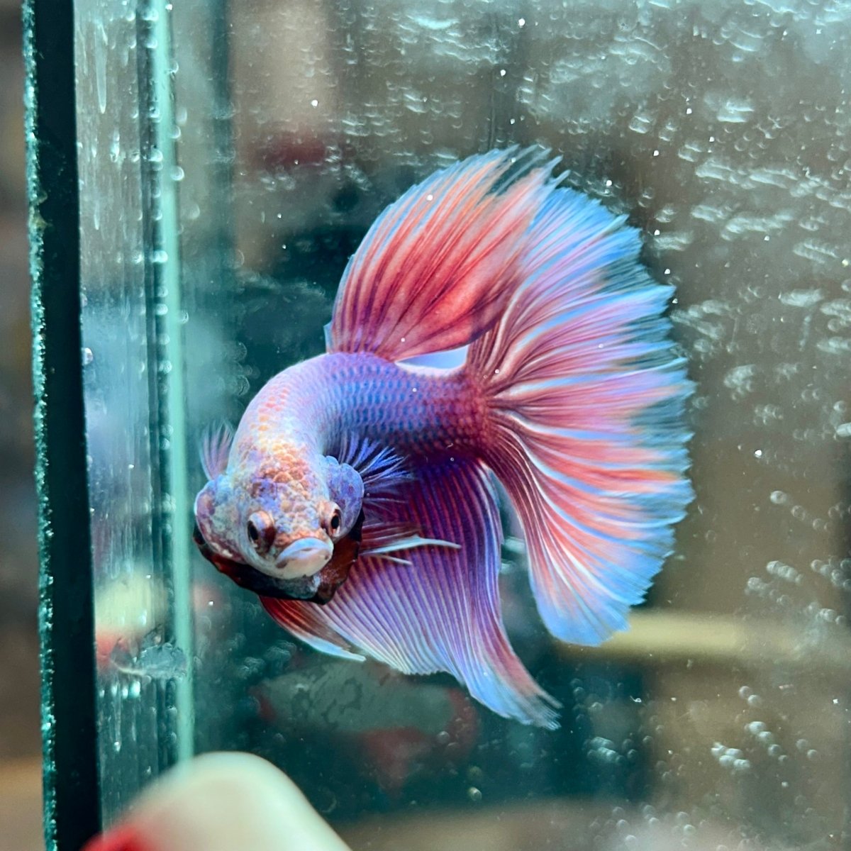Purple Pink Halfmoon - Male Betta 044