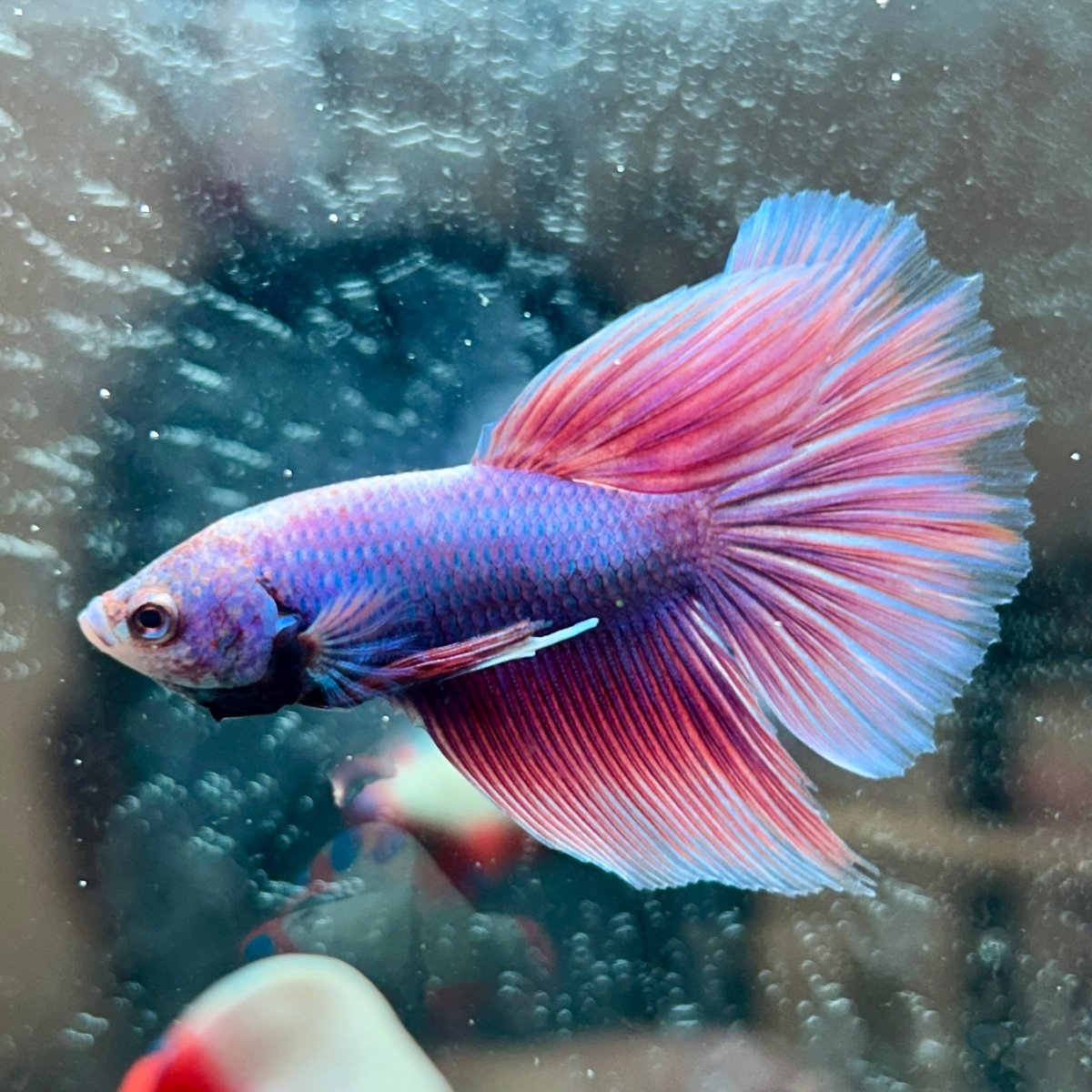 Purple Pink Halfmoon - Male Betta 044