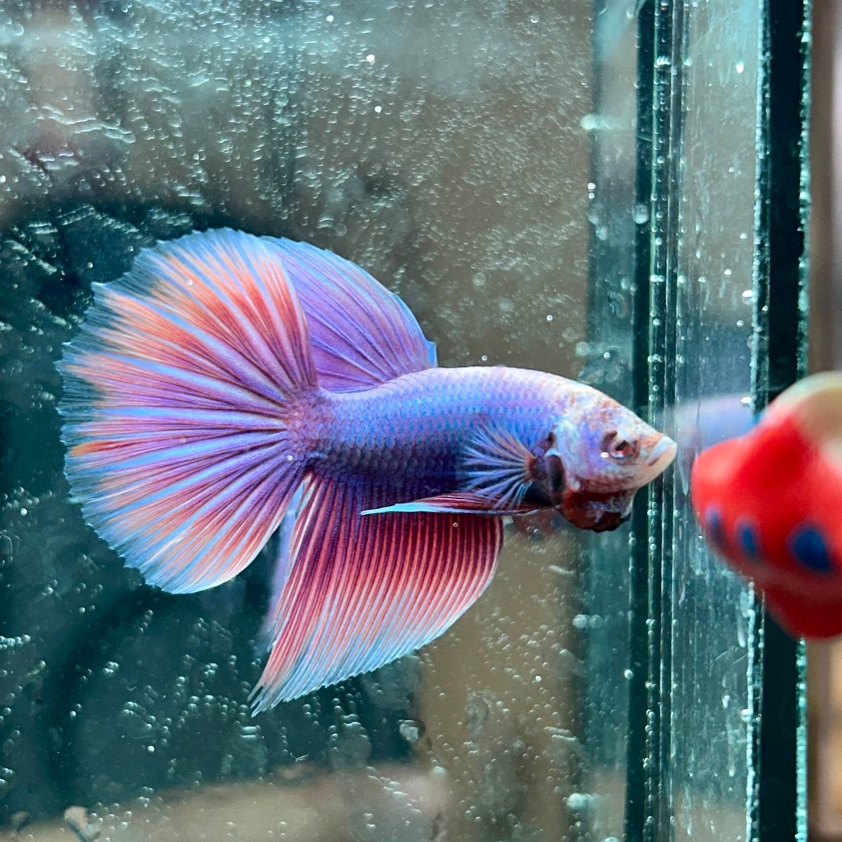 Purple Pink Halfmoon - Male Betta 044