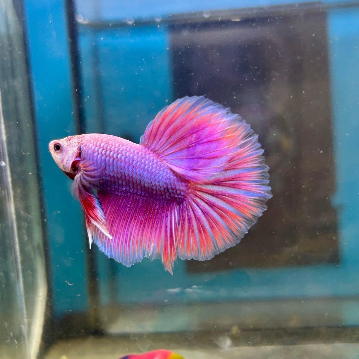 Purple Pink Halfmoon - Male Betta 047