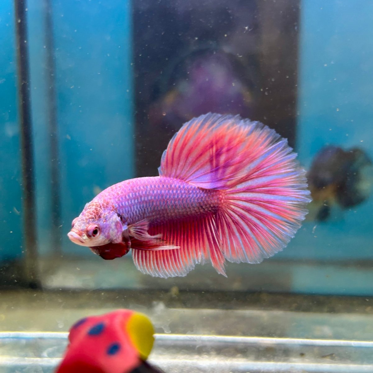 Purple Pink Halfmoon - Male Betta 047