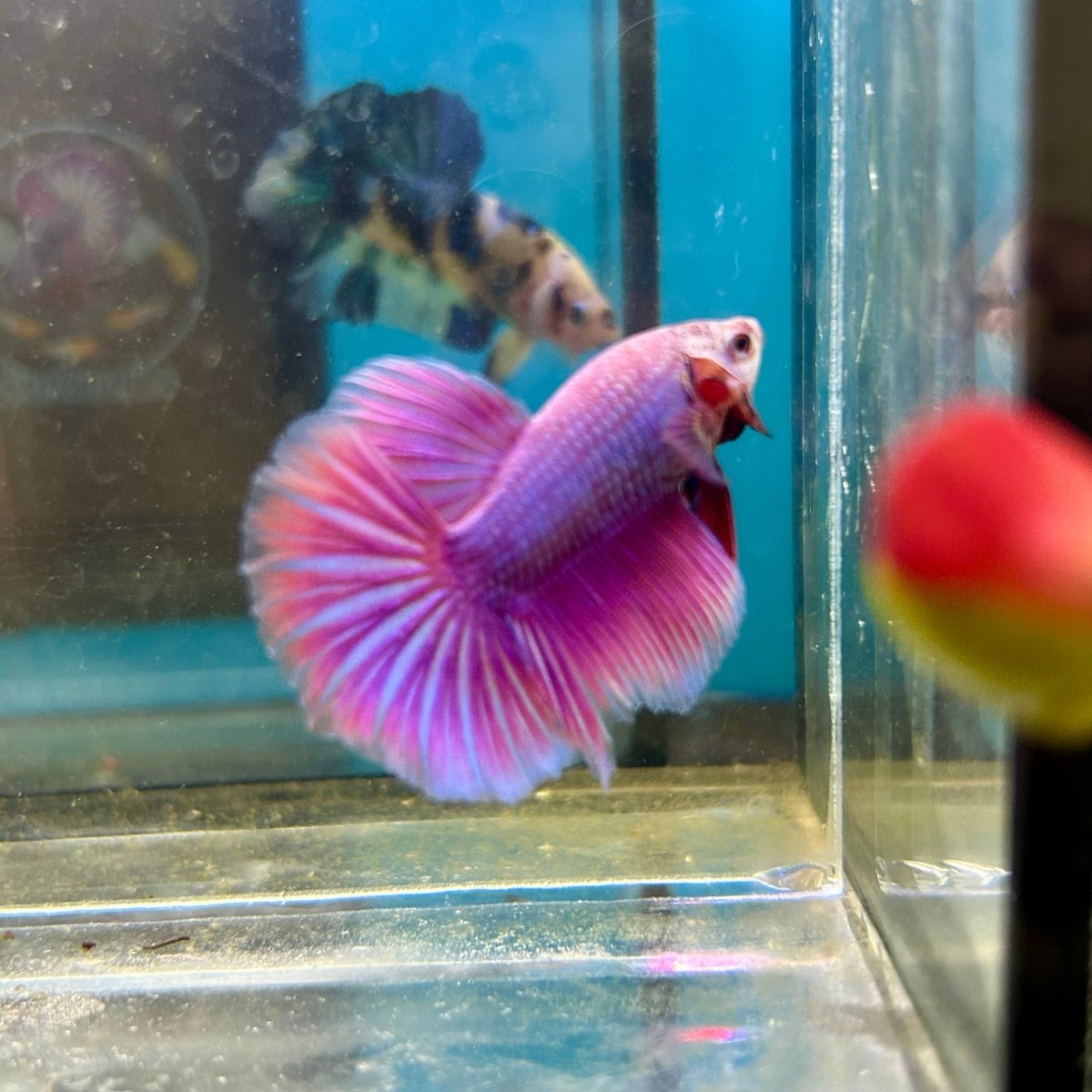 Purple Pink Halfmoon - Male Betta 047