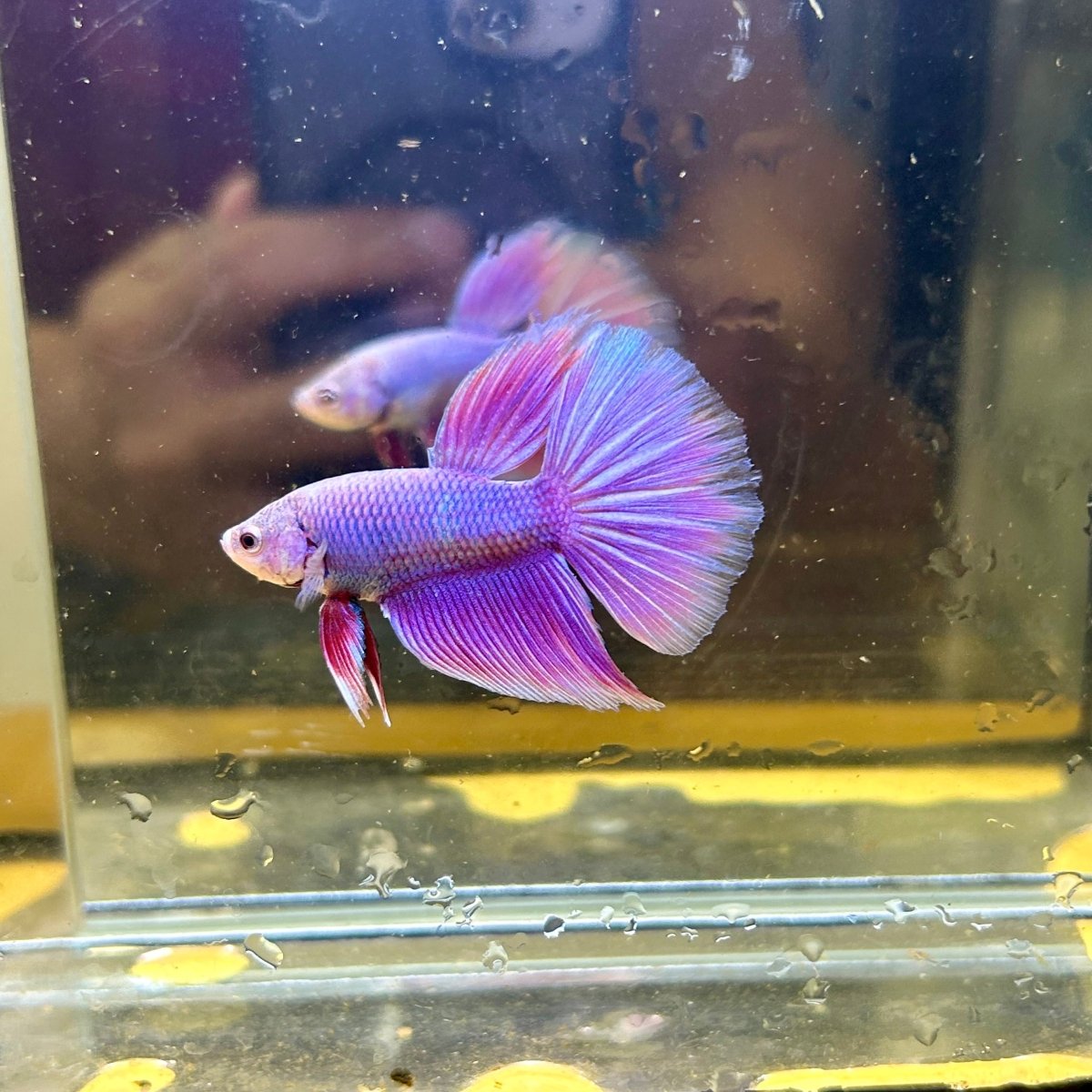 Purple Pink Halfmoon - Male Betta 103