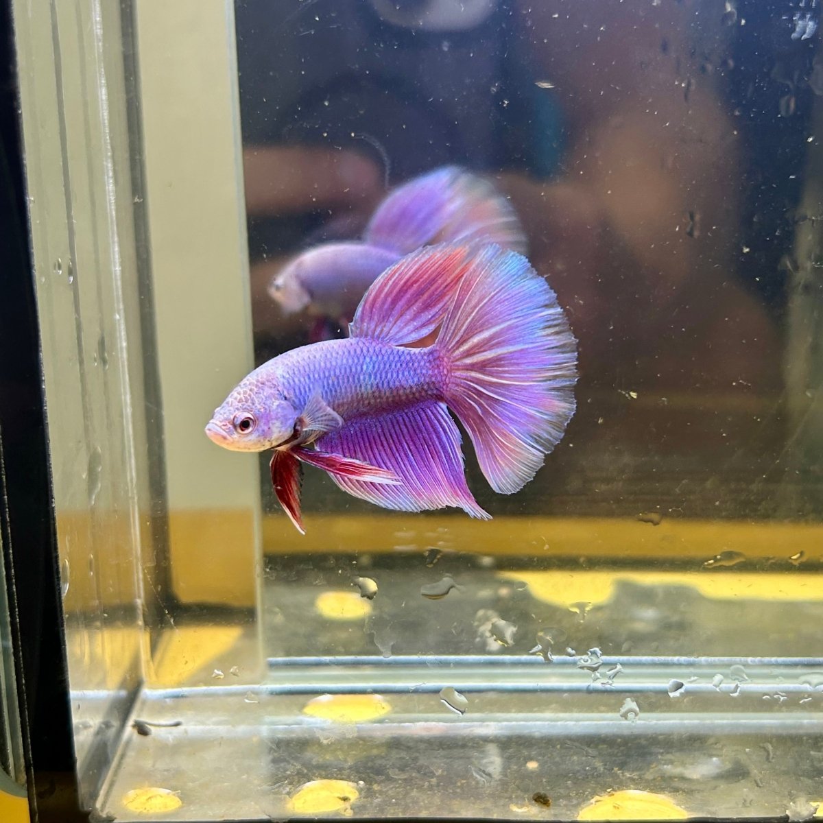 Purple Pink Halfmoon - Male Betta 103