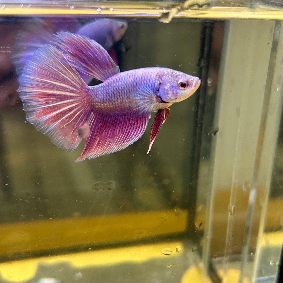 Purple Pink Halfmoon - Male Betta 103