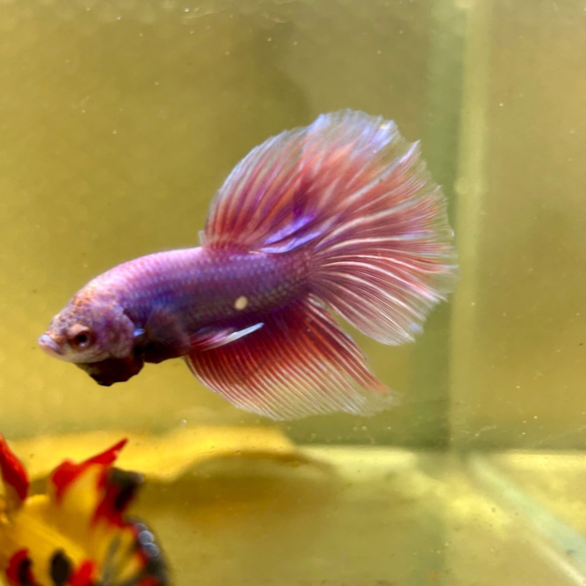 Purple Pink Halfmoon - Male Betta A