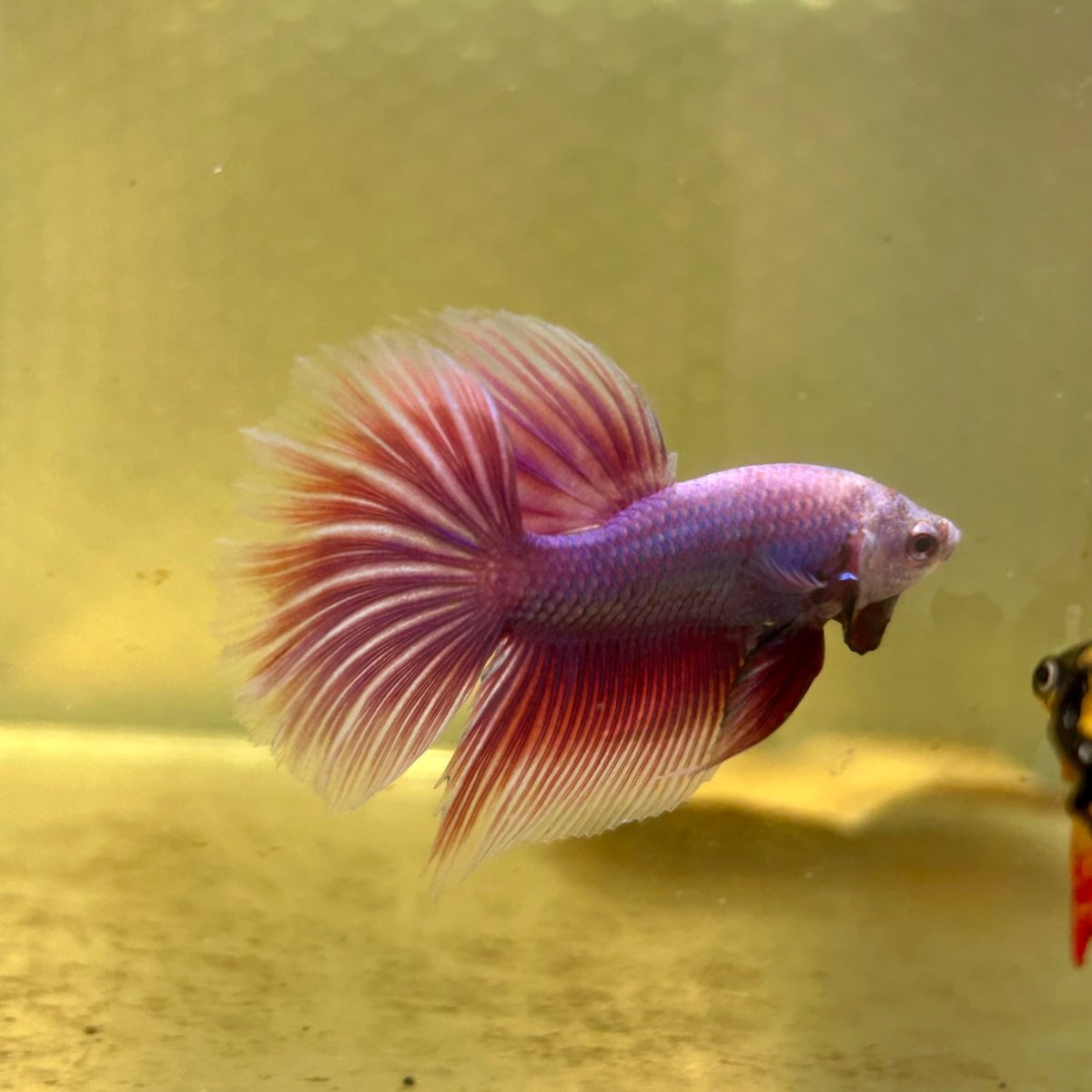 Purple Pink Halfmoon - Male Betta A