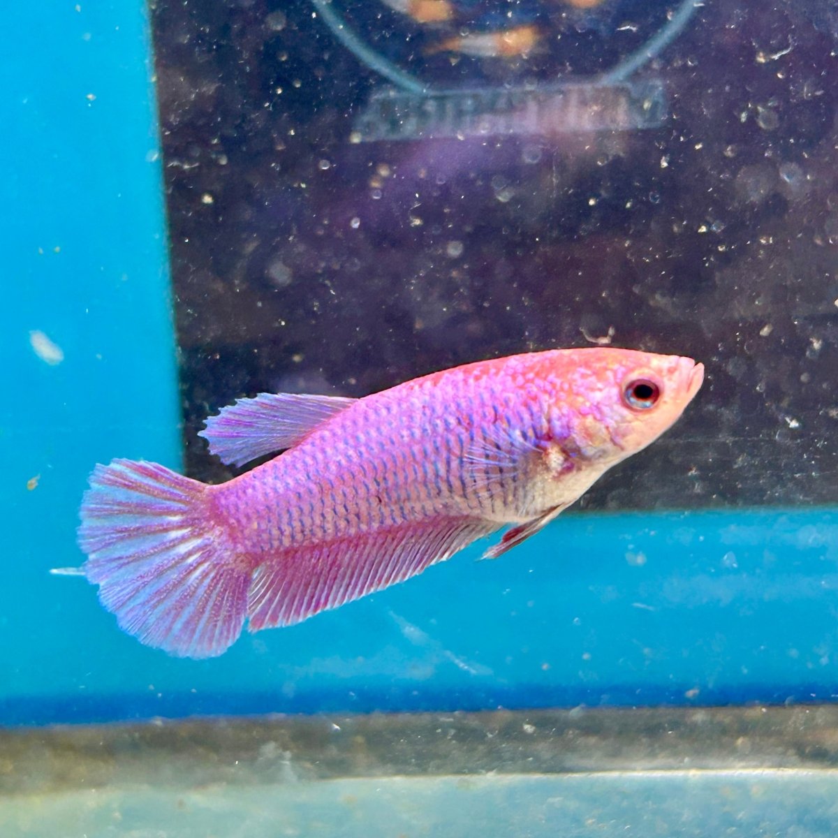 Purple Pink Plakat - Female Betta M31