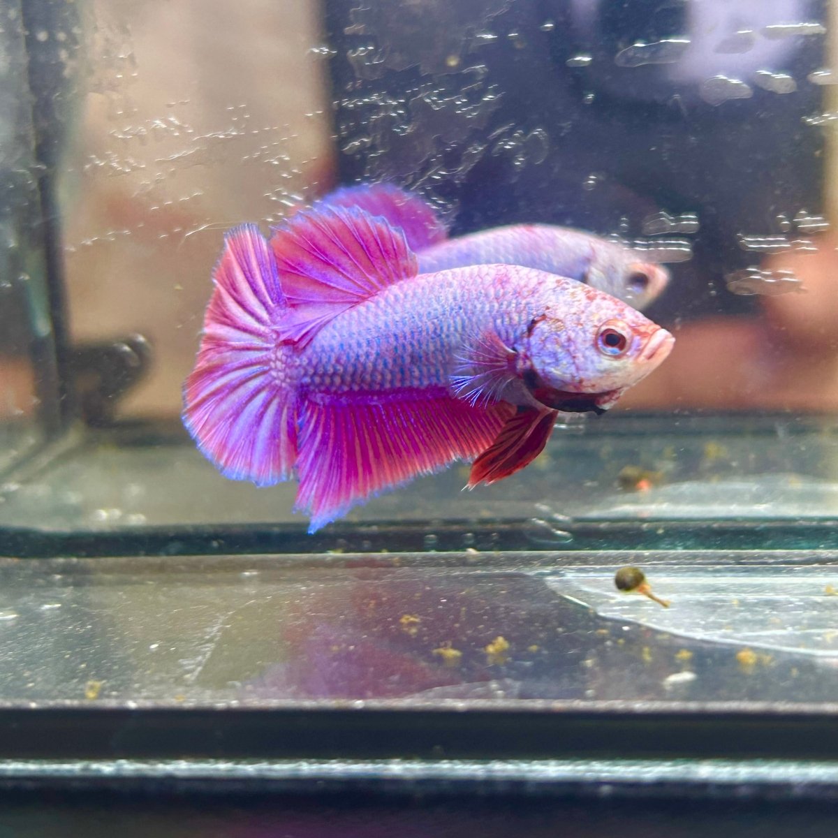 Purple Pink Plakat - Male Betta 040