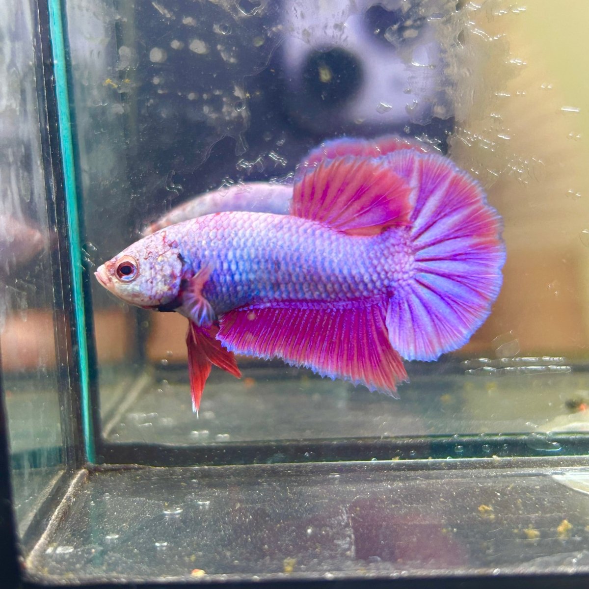 Purple Pink Plakat - Male Betta 040