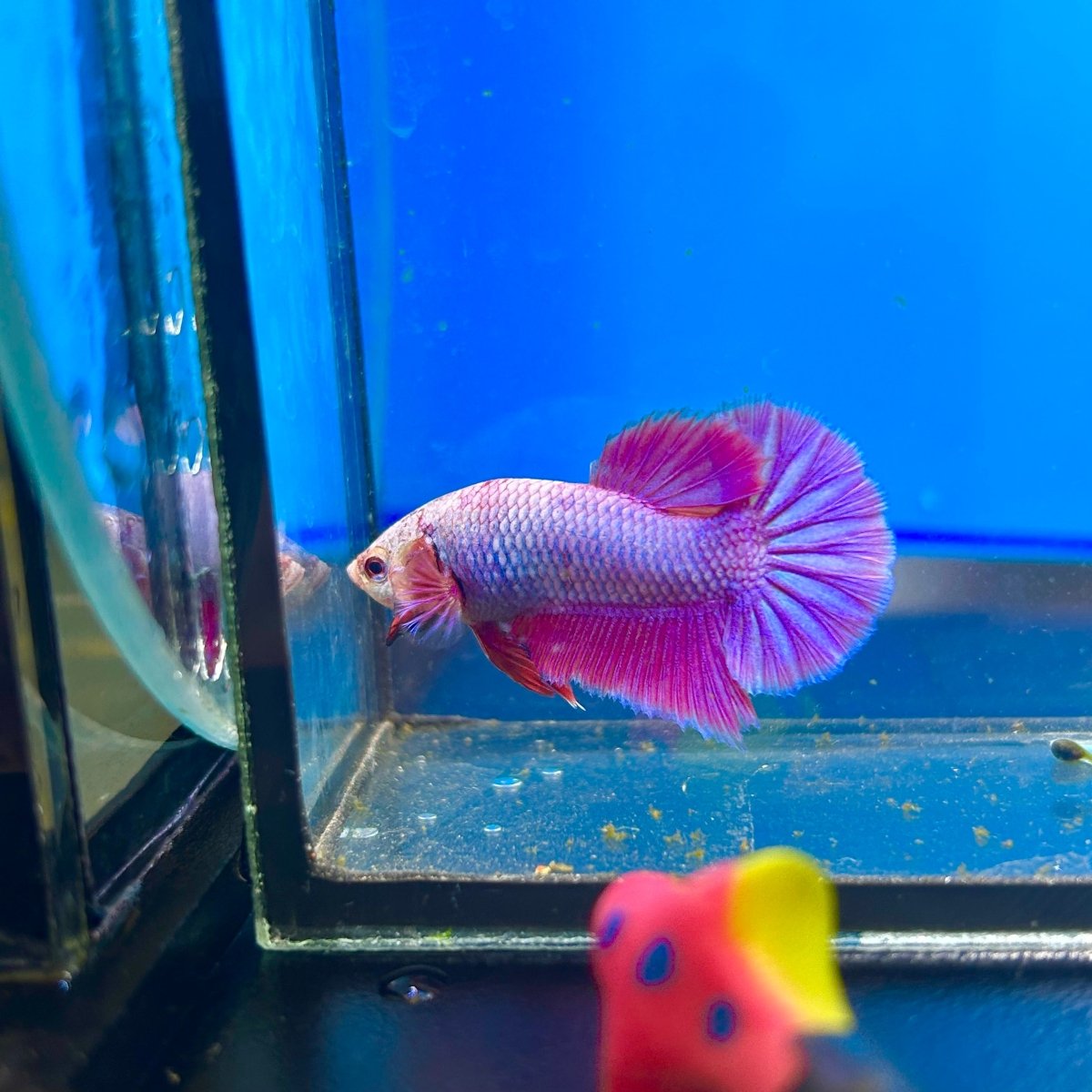 Purple Pink Plakat - Male Betta 040