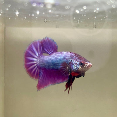 Purple Pink Plakat - Male Betta 054
