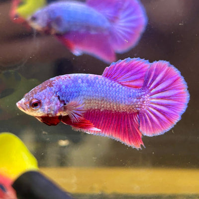 Purple Pink Plakat - Male Betta 140