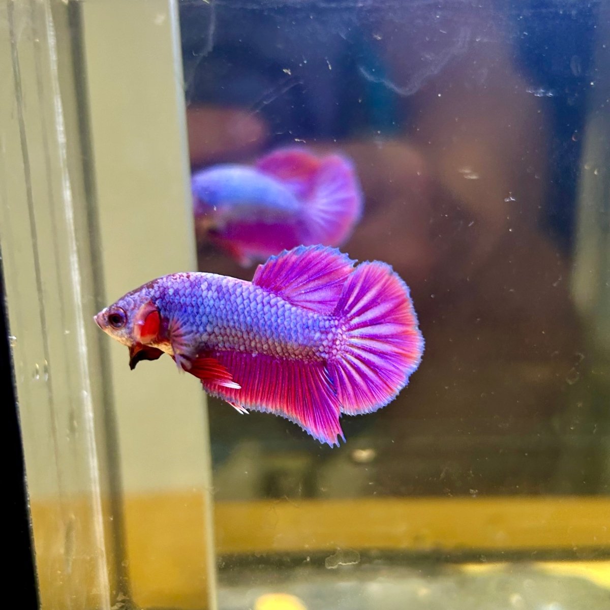 Purple Pink Plakat - Male Betta 140