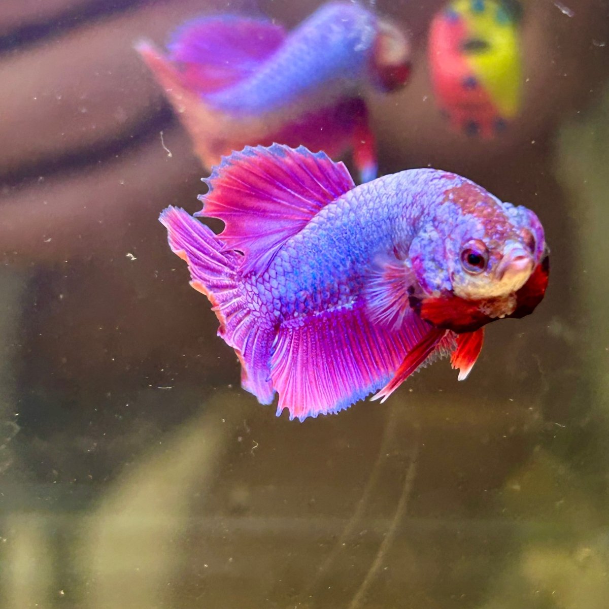 Purple Pink Plakat - Male Betta 140