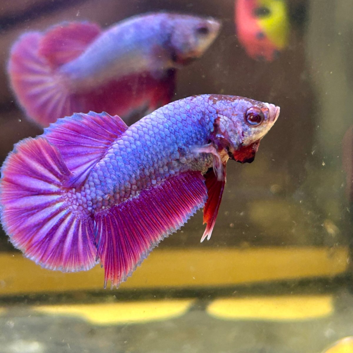 Purple Pink Plakat - Male Betta 140