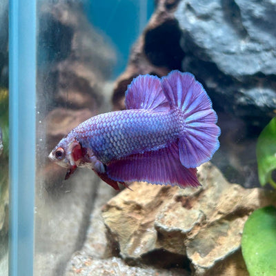 Purple Pink Plakat - Male Betta 181