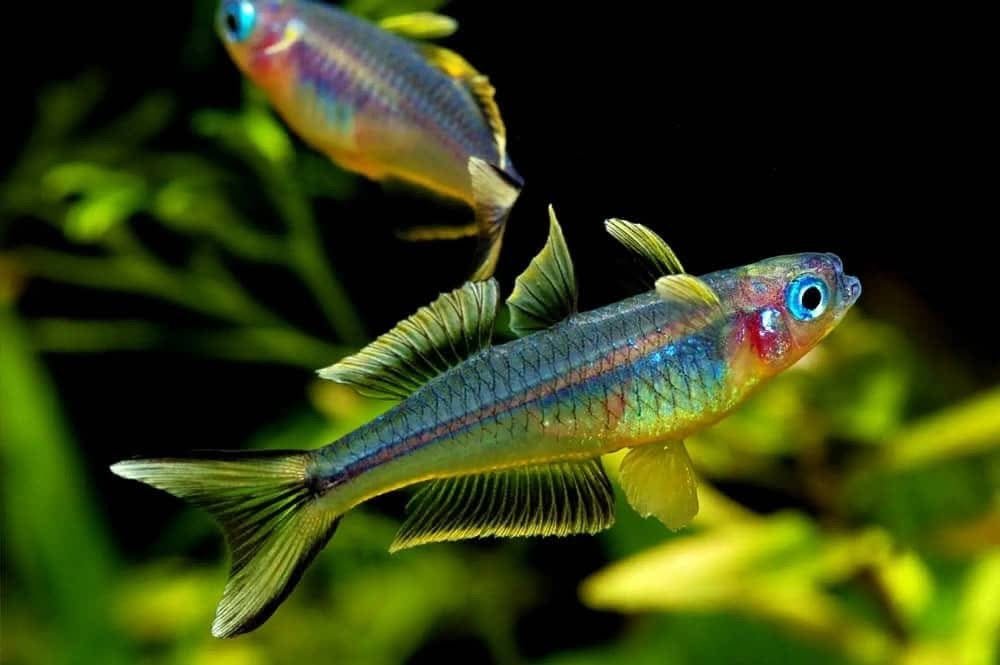 Rainbow Forktail - Nano Fish