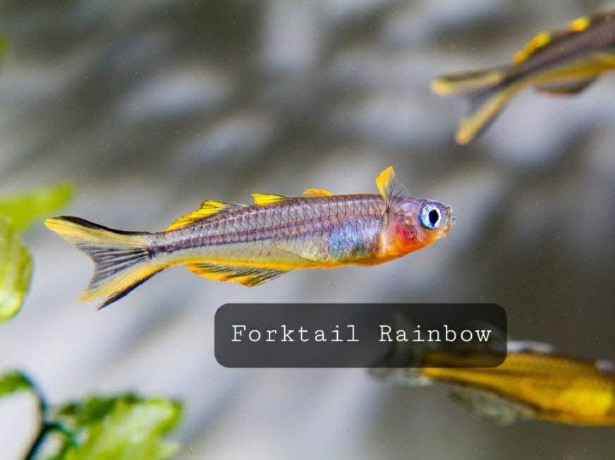 Rainbow Forktail - Nano Fish