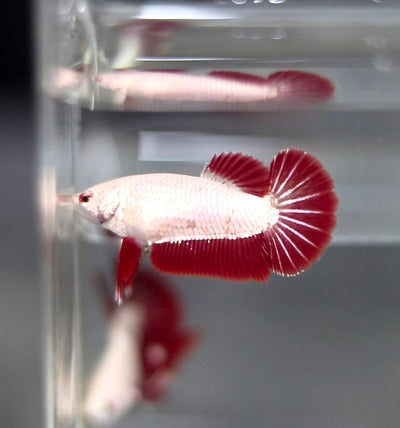 Red Dragon Plakat - Betta