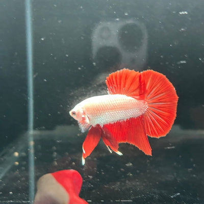 Red Dragon Plakat - Male Betta A142